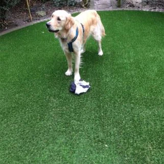 Fake Turf For Dogs