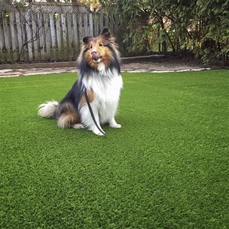 Fake Grass For Dogs Balcony